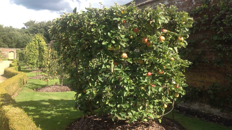 Fruit trees in West Dean Gardens