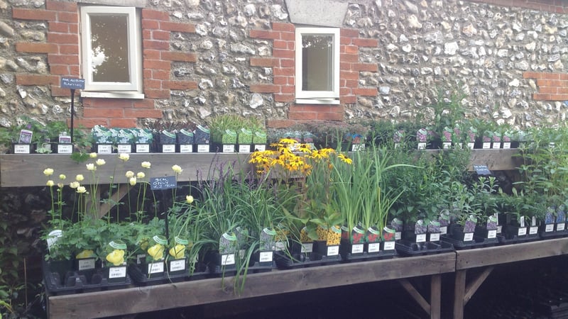 Plant sales at West Dean Gardens