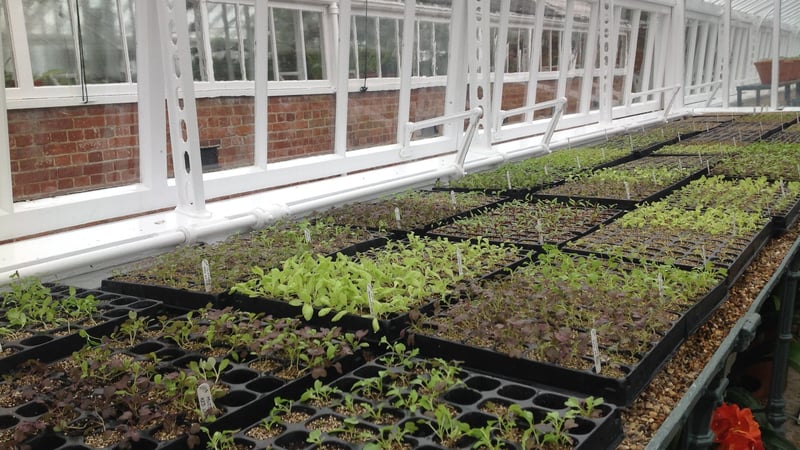 Salad leaves in the glasshouse at West Dean Gardens