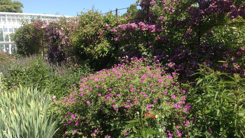Dreamy shades of purple, mauve, pink and rose in the fruit garden at West Dean