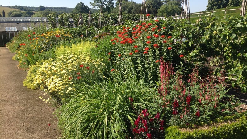 Hot borders in the Kitchen Garden at West Dean in West Sussex