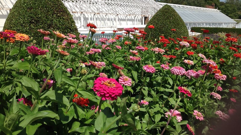 Pink zinnias in the Cutting Garden at West Dean