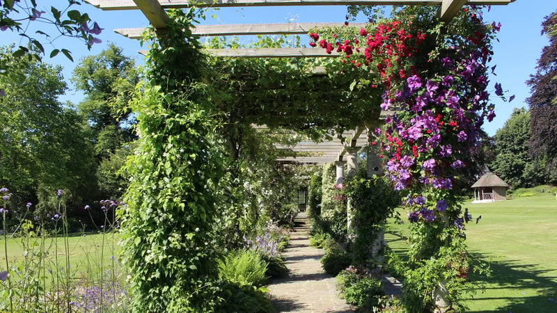 A view down the Edwardian pergola at West Dean gardens with the sunshine highlighting the colourful flowers 