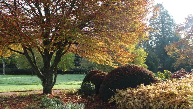 Autumn leaves at West Dean Gardens, Sussex