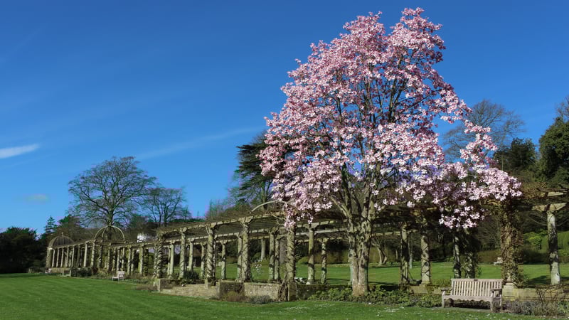 Magnolia 'diva' on display in West Dean Gardens