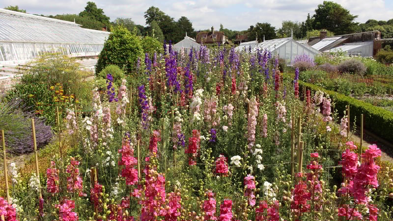 Larkspur in the cutting garden at West Dean