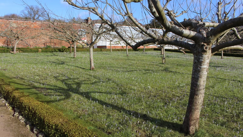 Snowdrops and crocuses in the Fruit Garden at West Dean Gardens