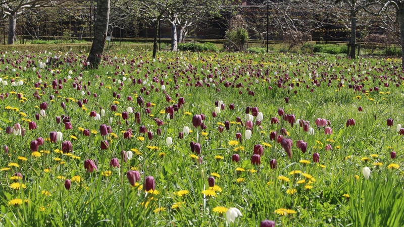 Fritillaries at under the apple trees at West Dean