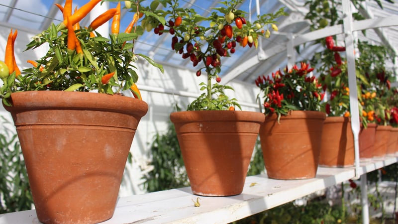 Chillies in the glasshouses at West Dean Chilli Fiesta
