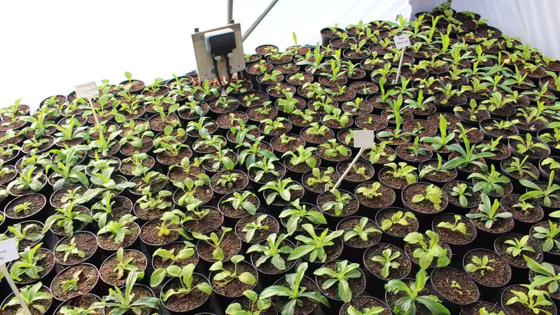 The Foxglove trial at West Dean Gardens