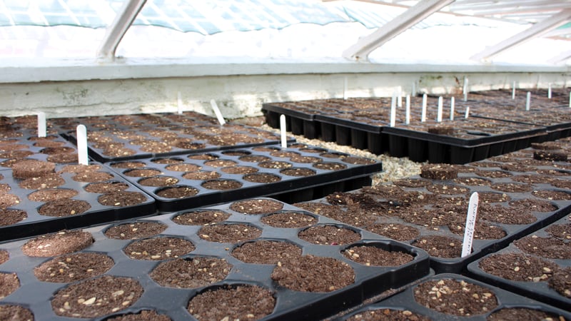 Hyacinths in glasshouse at West Dean Gardens