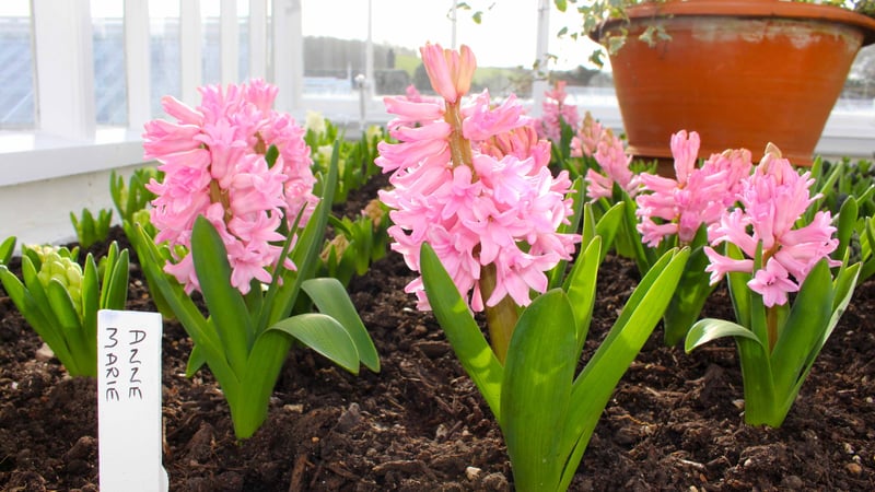 Hyacinth 'Anne Marie' flowering in the glasshouse