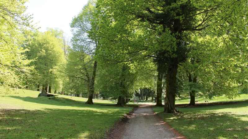 St.Roche's Arboretum, West Dean Gardens