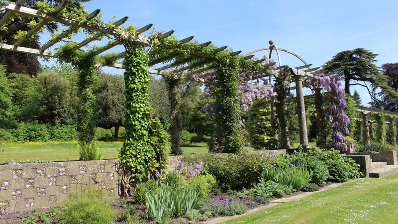 Wisteria along the Edwardian Pergola