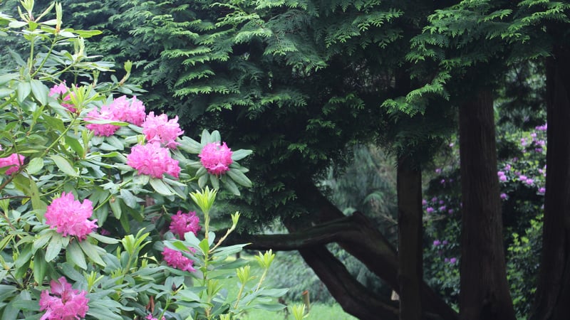 St.Roche's Arboretum, West Dean Gardens