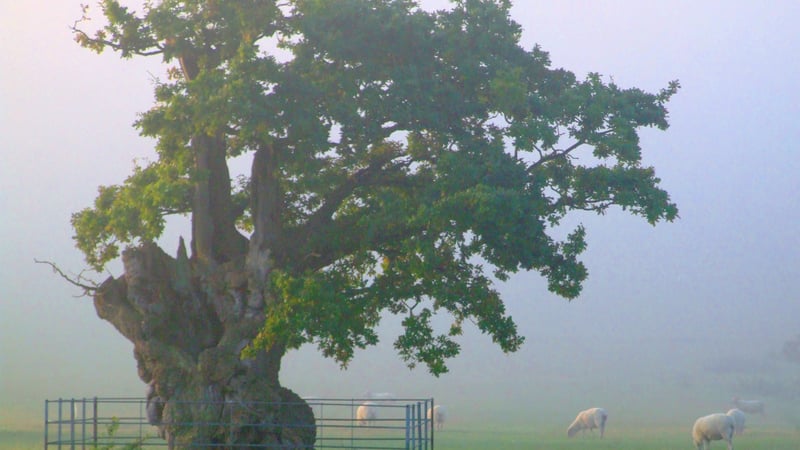 An English oak tree in the parkland at West Dean
