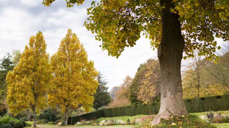 Autumn colours on the walk to the Spring Gardens at West Dean