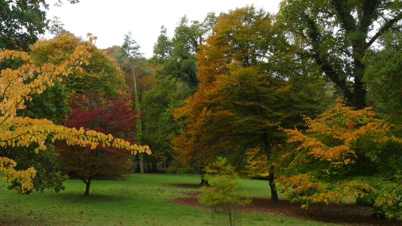 Autumn colours on the trees at West Dean Gardens