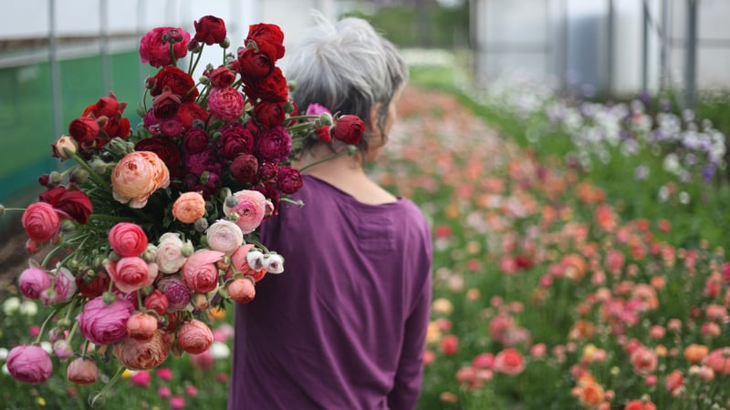 Grow your own cut flowers for pleasure or profit – Rachel Siegrid