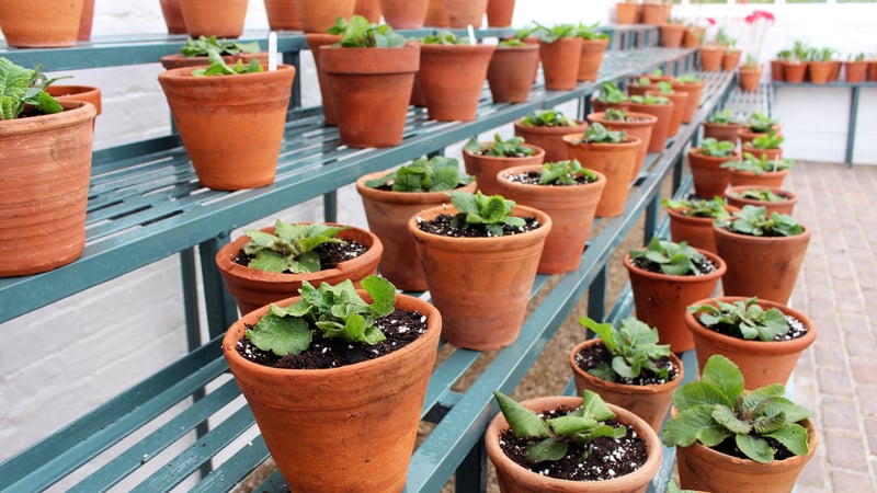 Inside Glasshouse 16 at West Dean Gardens