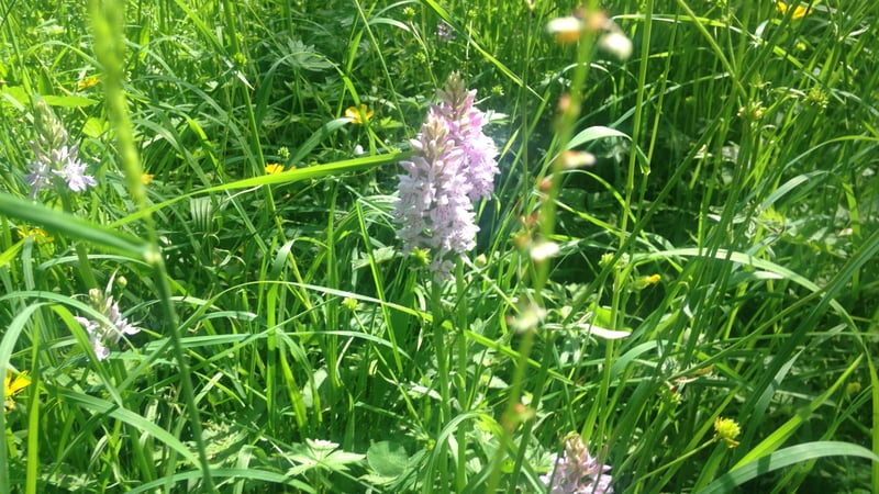 Orchids growing at West Dean Gardens