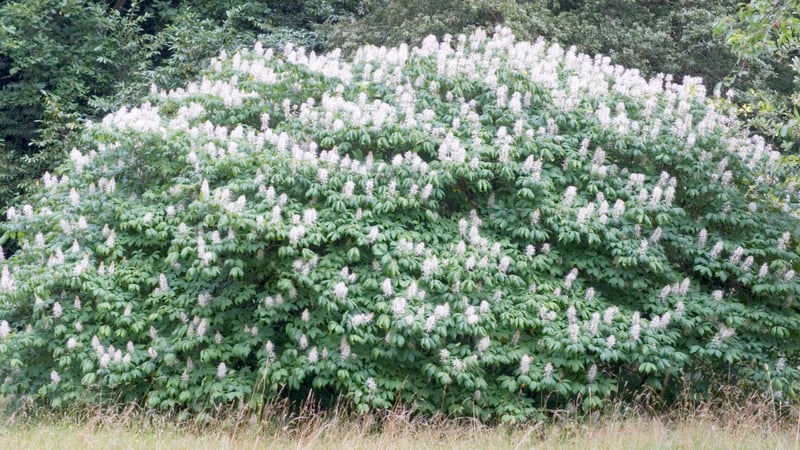 American Chestnut in the Arboretum at West Dean 