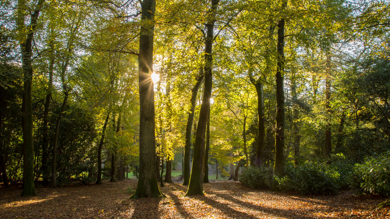 Trees with sunlight shining though in the Arboretum