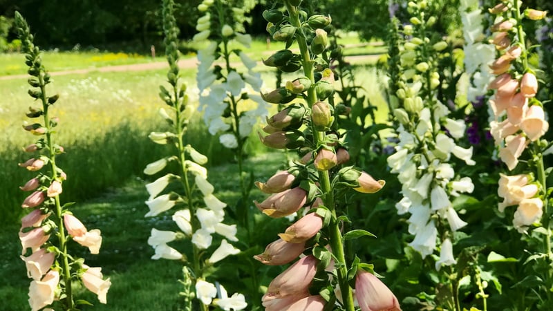 The results of the 2020 Foxgloves trial