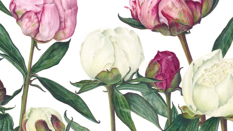 Botanical drawing in coloured pencil – flowering shrubs and bulbs with Susan Christopher-Coulson, 17 to 20 March 2022