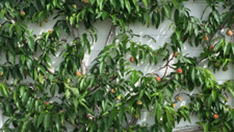 Nectarines at West Dean