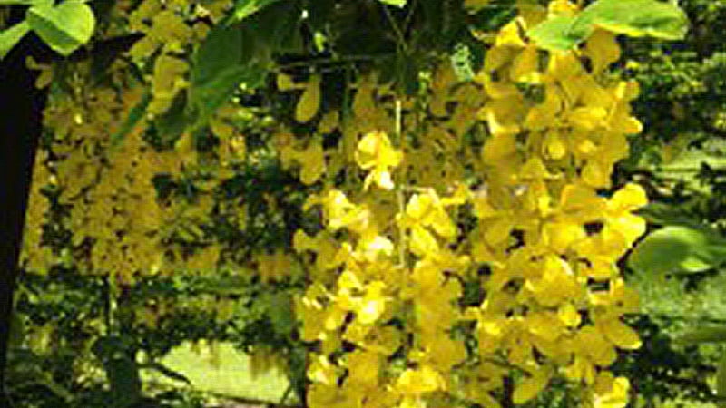 Spring Gardens at West Dean West Sussex