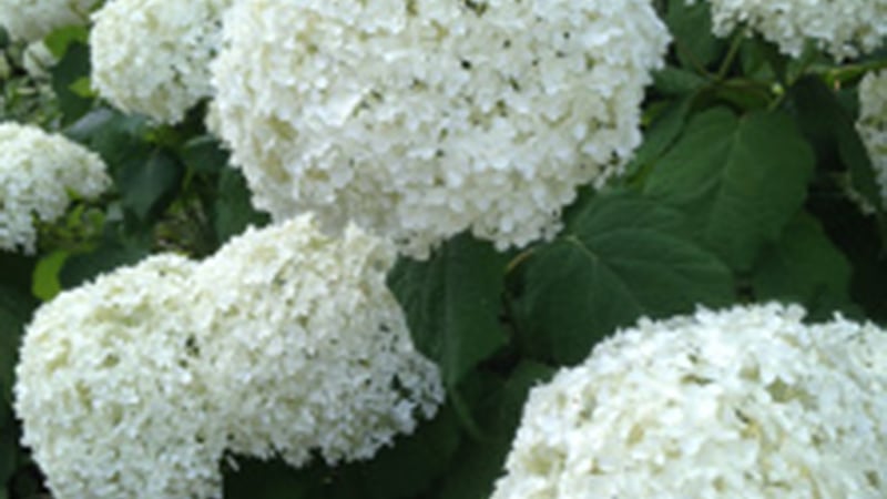 Hydrangeas at West Dean Gardens West Sussex