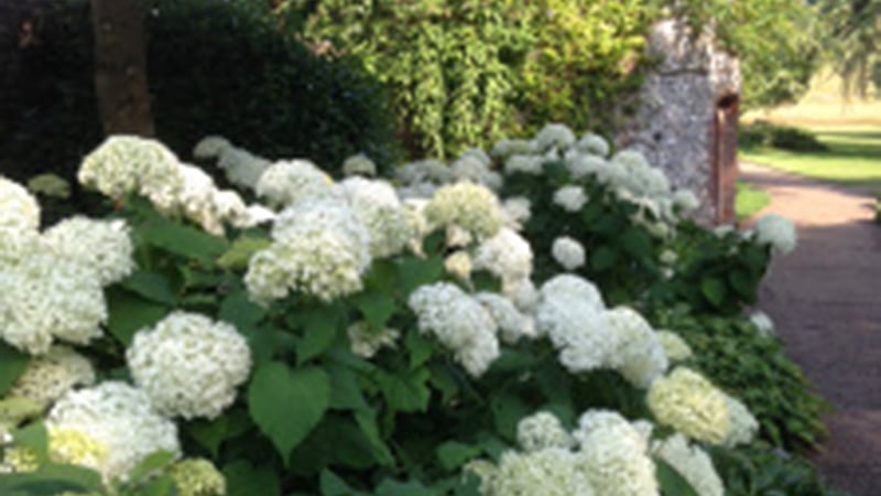 Hydrangeas at West Dean Gardens West Sussex in front of the Apple Store