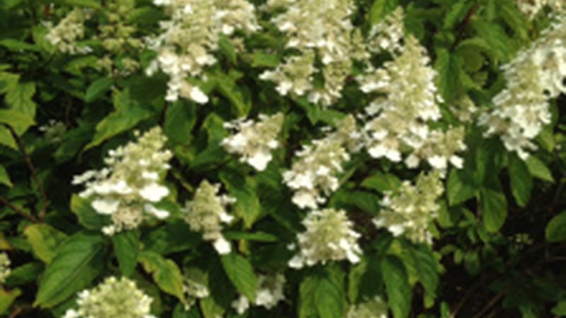 Hydrangeas at West Dean Gardens West Sussex
