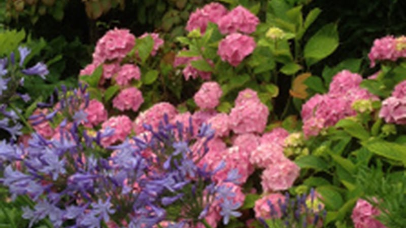 Pink hydrangeas at West Dean Gardens