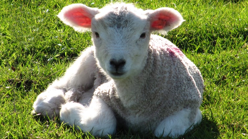 Lambs at West Dean Gardens West Sussex