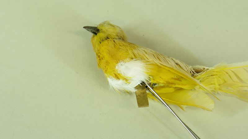 Underside feather replacements