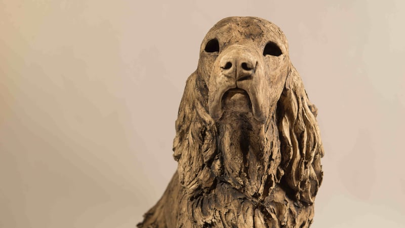 Felicity Lloyd-Coombes: Spaniel 