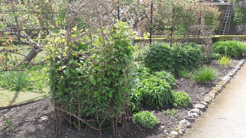 Hazel in the Walled Garden at West Dean