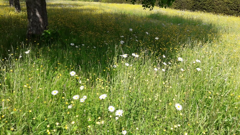 Wildflowers on the lawn at West Dean