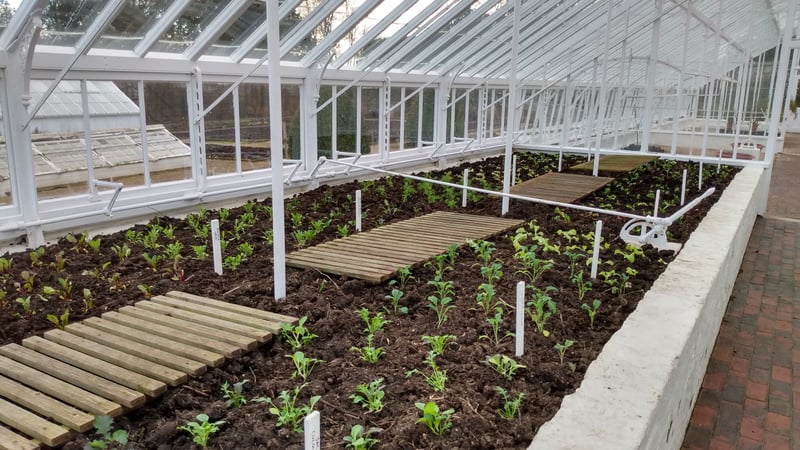 Baby leaf display in the glasshouses. Image credit: Tom Brown