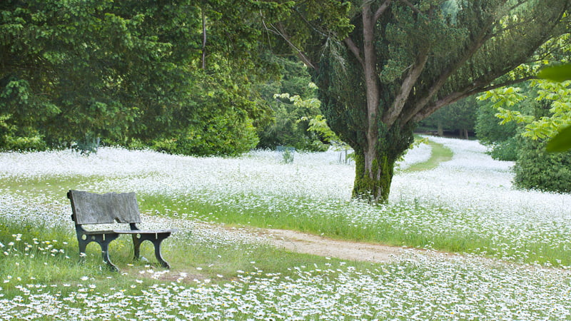 Wildflowers in the Arboretum at West Dean Gardens