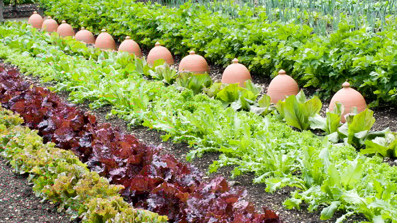 Rows of salad vegetables at West Dean Gardens