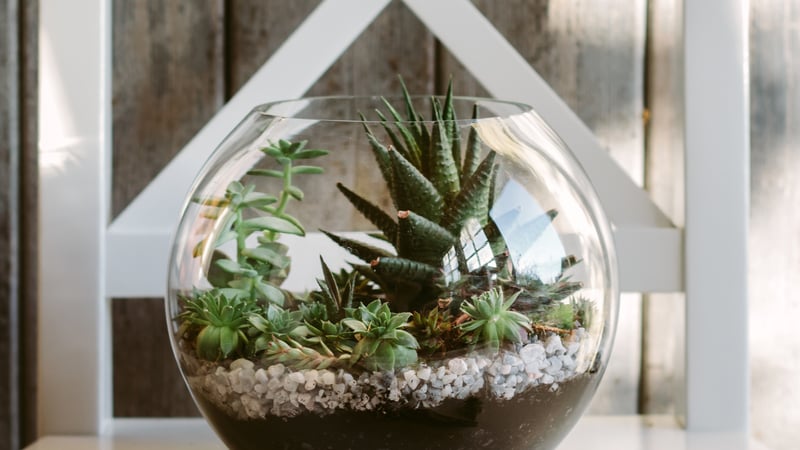 Jen Berry Terrarium