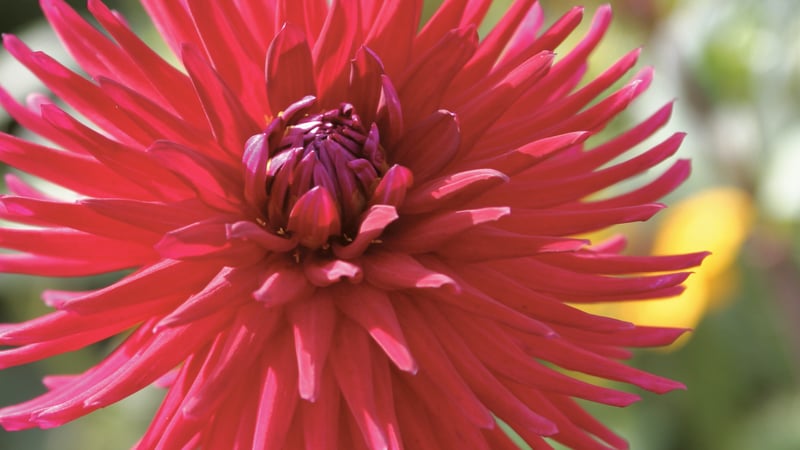 Garden Events at West Dean Gardens West Sussex