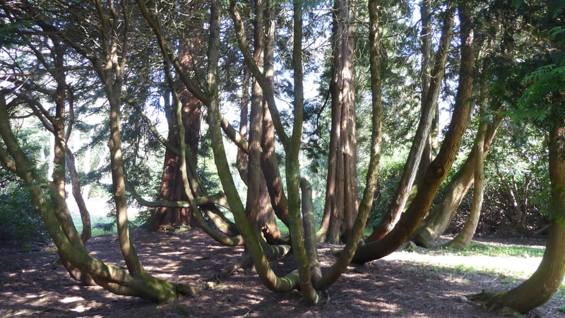 This is a group of Thuja plicata or Western Red Cedar.