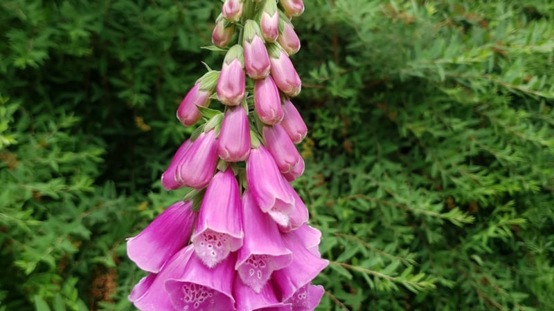 More foxgloves at West Dean Gardens