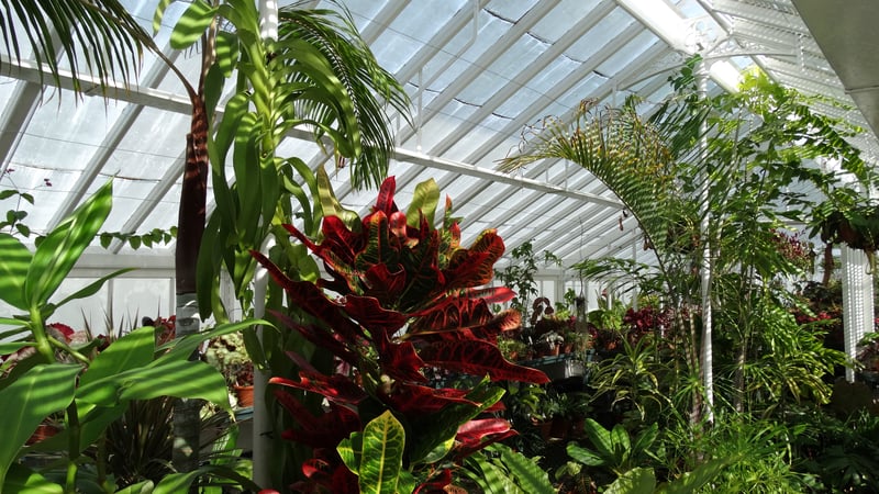 Plants in a glasshouse at West Dean Gardens