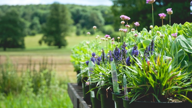 Plants for sale in the Gardens Shop