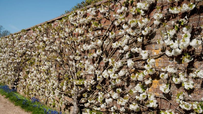 Cherry blossom on the wall at West Dean Gardens